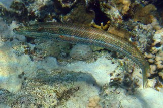 Cheilio inermis - Zigarren-Lippfisch